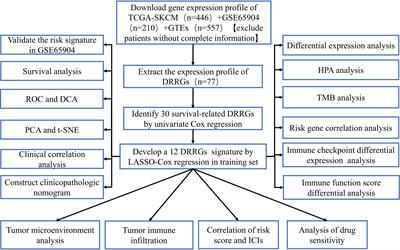 DNA damage repair-related gene signature predicts prognosis and indicates immune cell infiltration landscape in skin cutaneous melanoma